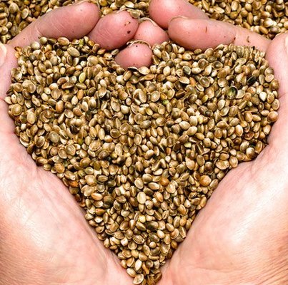 Semena konopí obsahují mnoho cenných látek pro naše tělo